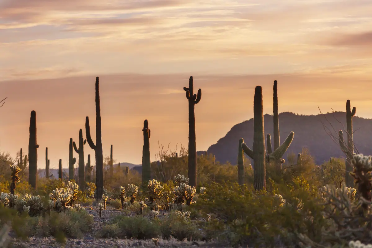 Saguaro cactus silhouettes against an orange and pink Arizona sunset
